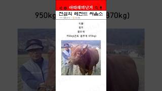 한국 역사의 전설의 레전드 싸움소