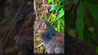 This Tiny Bird Swallowed a Venomous Viper Alive! #wildlife #venomouscreatures #animals