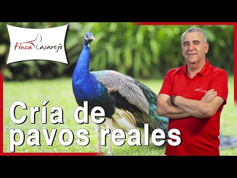 10 notes about peafowls 💚