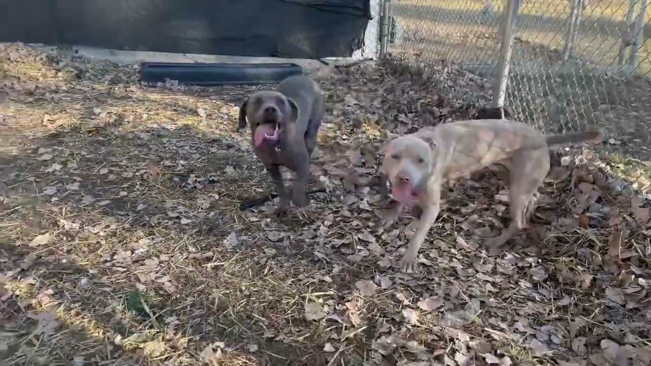 Brixton, a ADOPTABLE Pit Bull Terrier in Chicago, IL video 4/4
