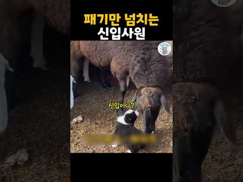패기만 넘치는 신입사원 #더빙농장 #동물더빙 #funnyanimals #웃긴동물 #신입사원