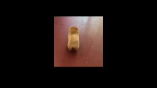 Download lagu Super Cute Animals ♡Cute dogs funny dogs video compilation  2022 mp3