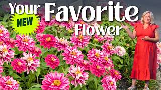 5 Easy Tips to Grow Zinnia Flowers | Zahara Double Raspberry Ripple