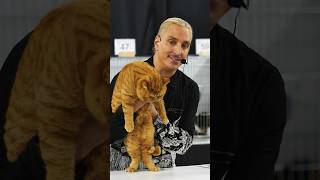 Wow! What a great British Shorthair 😺 #cats #catlover #catshow #catvideos #britishshorthair