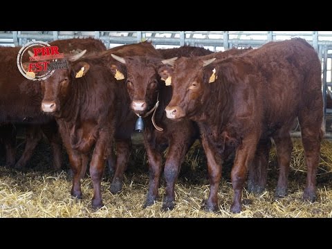 Nicolas Fady, éleveur de Salers en Alsace