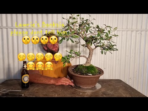 Lawrie's Banksia Bonsai Gets a trim