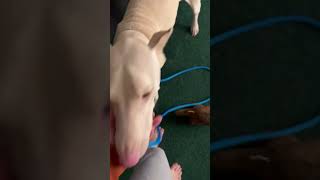 Video preview image #1 Doberman Pinscher Puppy For Sale in Buffalo, MN, USA