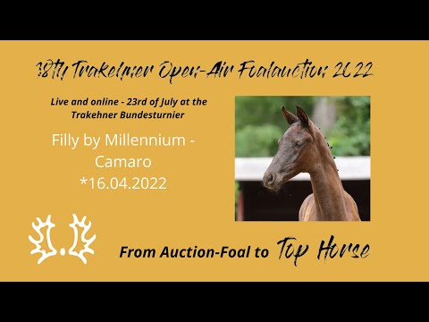 21 - Diamantenfieber - Filly by Millennium - Camaro *16.04.2022