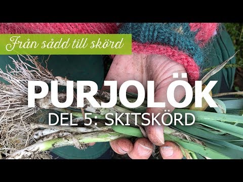 Purjolök från sådd till skörd - Del 5: Skitskörd