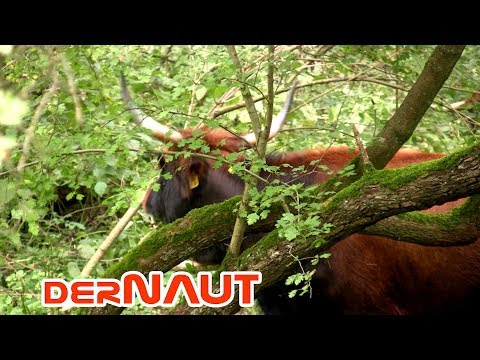 Heckrind - ein Fake des Auerochsen | Aurochs fake - the Heck Cattle