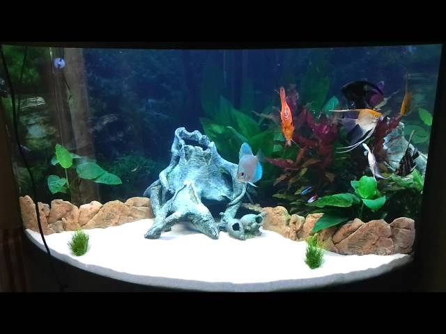 Juwel Trigon 190 Fish Tank Aquarium angelfish+discus