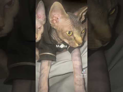 Sphynx tiger #sphynx #cat #kitten #sphynxlife #catlover #sphynxlove #sphynxkitten