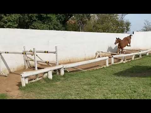 Curiosity Z | Argentina Zangersheide