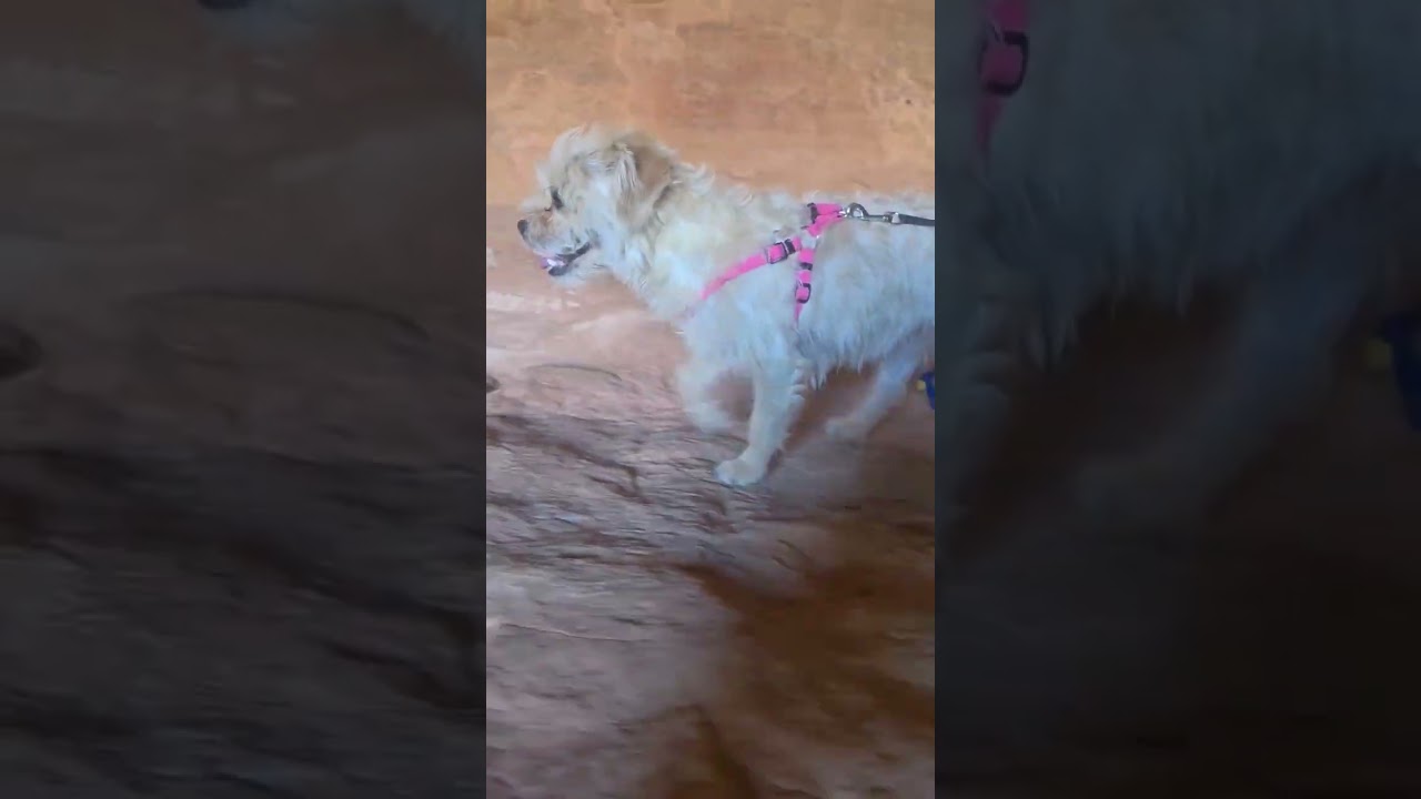 Sweet Pea, an adopted mixed breed in Phoenix, AZ video 4/4