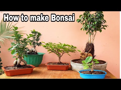 , title : 'How to make bonsai, Bougainville bonsai, ficus bonsai, Ginseng bonsai'