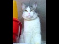 Jane's Addiction My Cat's Name is Maceo.wmv