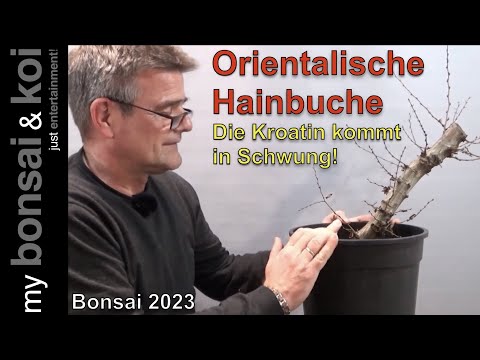 Bonsai 2023-20 - orientalische Hainbuche - Carpinus orientalis - die Kroatin kommt in Schwung!