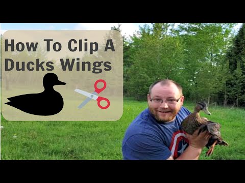 , title : 'How To Clip A Ducks Wings'