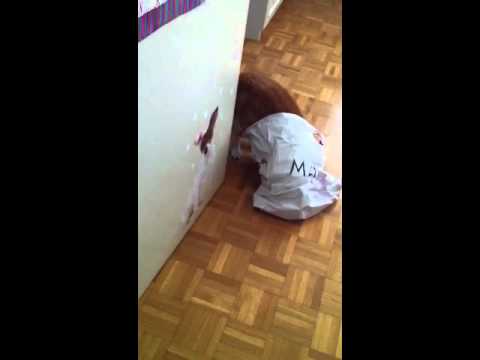 Gatto si infila in un sacchetto