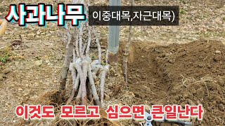 사과나무 묘목(이중대목,자근대목) 잘 심는 방법