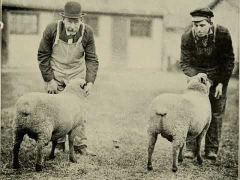 Shepherd Of The Hills - Eugene Brockman's Dance Orchestra (Bert Firman) - Homochord D 1083