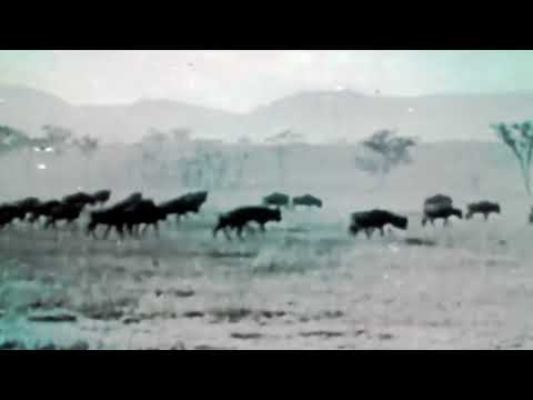 Zzubp - zZuBp - Afrika