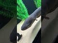 Do Electric Eels Make Noise⁉️