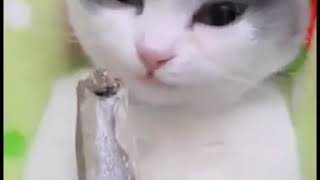 ASMR Cat - eating crunchy fish sound on !