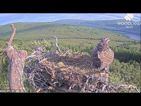 FLEDGE!! Sarafina the Loch Arkaig Osprey chick has finally made her first flight 31 Jul 2022