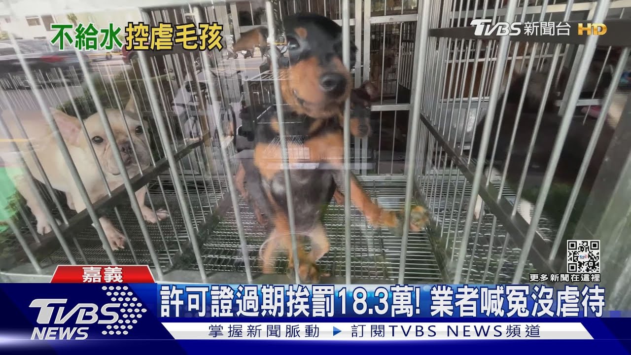 遭控曝曬毛小孩不給水！　業者違法營業挨罰18.3萬