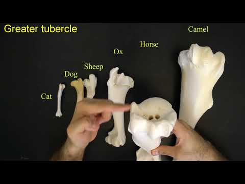 Comparative anatomy of the humerus