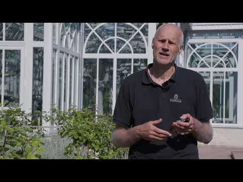 Norrvikens Trädgårdar – Pierres trädgårdstips: Sporrbeskärning