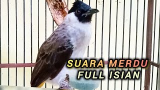 Download lagu Kutilang gacor suara paling merdu FULL ISIAN 100% Ampuh untuk masteran mp3