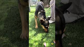 Video preview image #1 Mutt Puppy For Sale in Pasadena, CA, USA