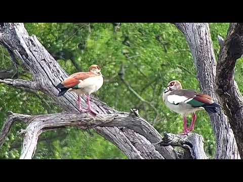 Djuma: Three Egyptian Geese sitting in dead tree - 08:22 - 11/29/20