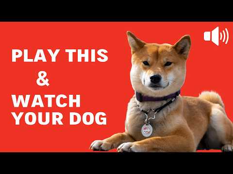 20 DOG SOUNDS That Make Your Dog GO CRAZY 🤯 GUARANTEED
