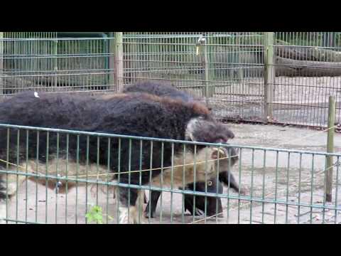 Im Kaisergarten  Oberhausen(RHLD)