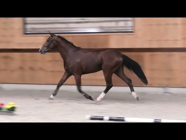 gaits