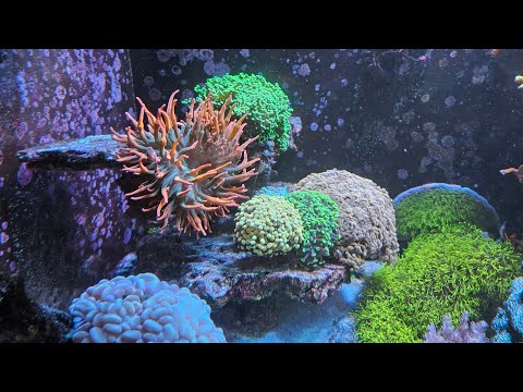 video 3