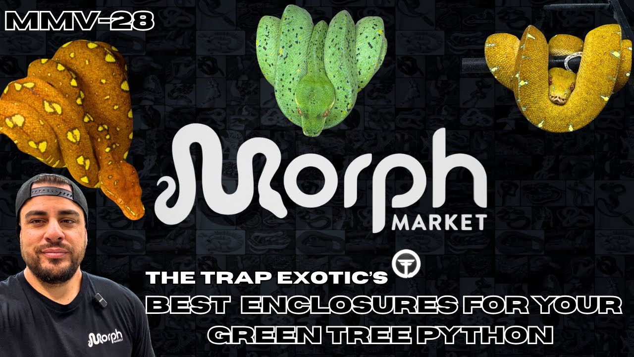 The BEST Enclosure For Your New Green Tree Python