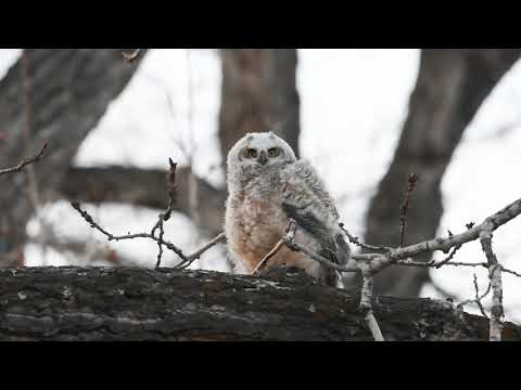 Great Horned Owl - Big Stretch