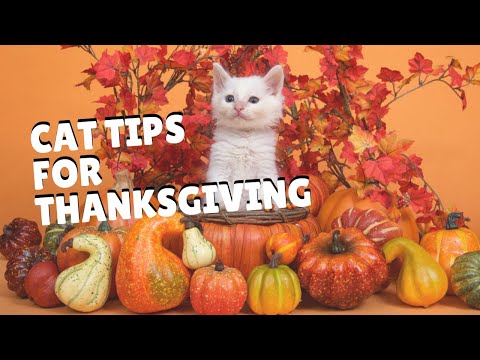 Cats And Thanksgiving | Two Crazy Cat Ladies