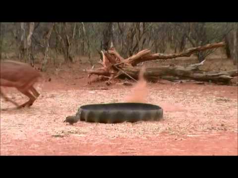 Impala Ram - Thabazimbi - South Africa