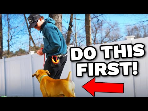 Puppy Training- The First Thing I Taught My New Puppy! 🐶 How To Train A Puppy Ep 1