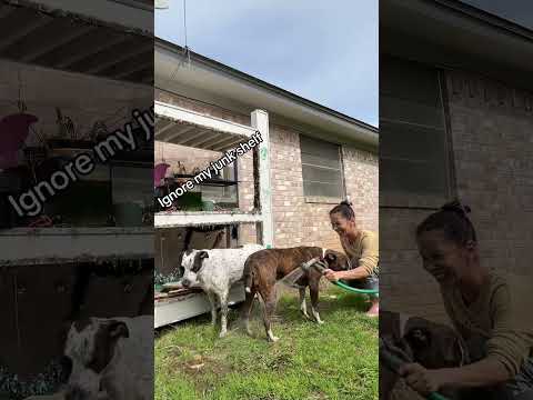 Mud run and hoe bath 😂 #dogsoftiktok #dogdays #muddypuddles #muddydog #hotmesssquad