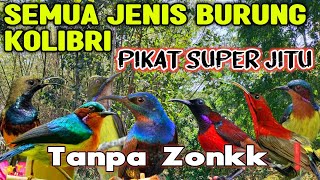 Download lagu Mp3 Pikat Semua Burung Kecil Kolibri Paling Ampuh di Tahun 2024❗ mp3 Download lagu Mp3 Pikat Semua Burung Kecil Kolibri Paling Ampuh di Tahun 2024❗ mp3