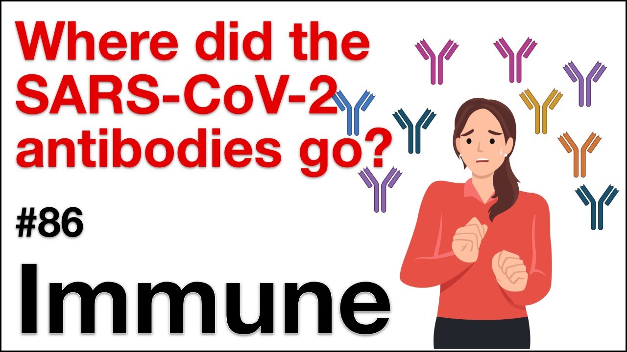 Immune 86: Where did the SARS-CoV-2 antibodies go?