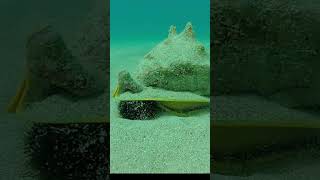 Download lagu The conch and the Wana mp3 Download lagu The conch and the Wana mp3