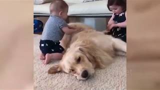 Dogs, man's best and funniest friends - CUTE DOGS