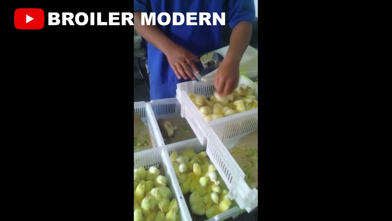 Cara Penghitungan DOC Di Penetasan System Otomatis